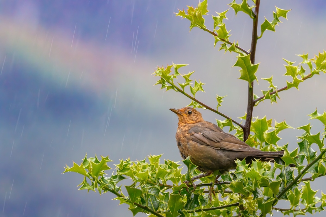 Weibliche Amsel mit braunem Gefieder auf einem Ast, im Hintergrund regen und ein Regenbogen