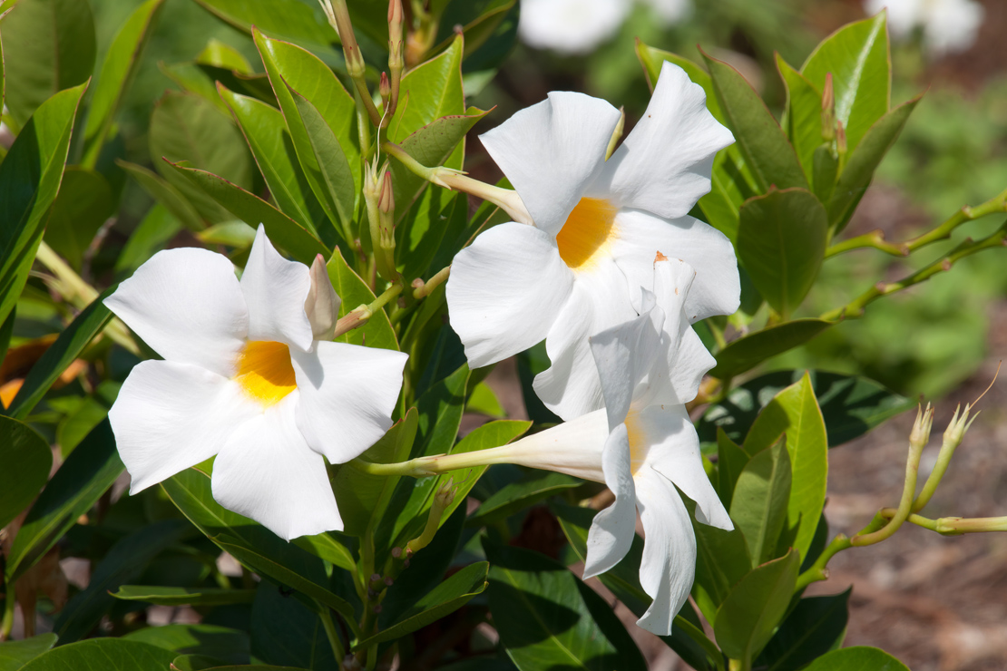 Die Sorte ‘Rio White' wird nur einen Meter hoch und kommt auch ohne Rankhilfe aus. 