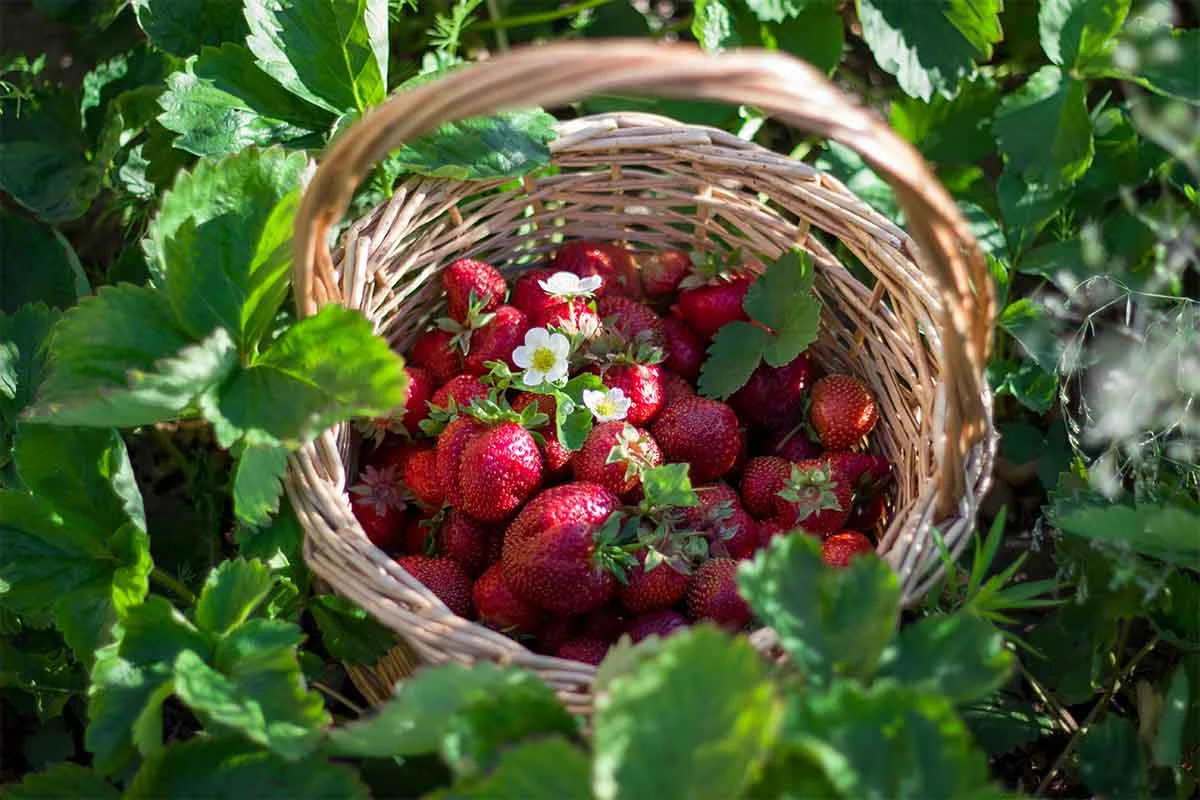 Erntekorb voller Fruechte [Foto: AdobeStock_Natalya-Antropova]