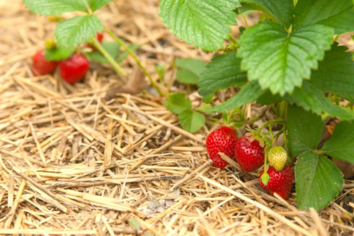Erdbeeren wachsen in einen Beet mit Strohschicht [Foto: AdobeStock_firewings]