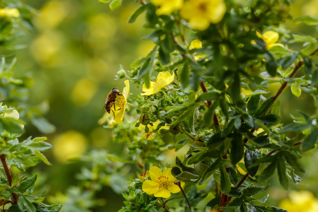 Spätblühende Gehölze: Biene an einer gelben Blüte des Fingerstrauchs. Foto: AdobeStock_Flower_Garden