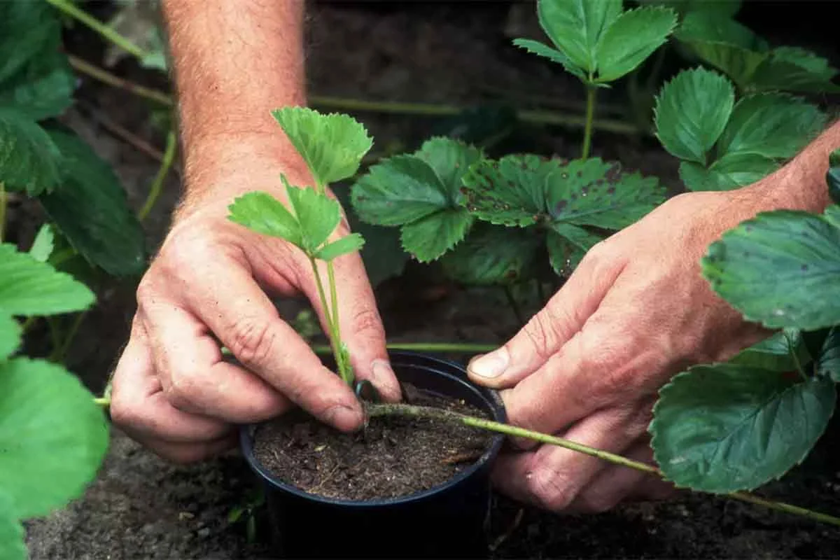 Einmaltragende Erdbeeren – hier werden die Jungpflanzen gerade aus dem Topf gehoben. [Foto © GartenFlora_Christian-Gehler]