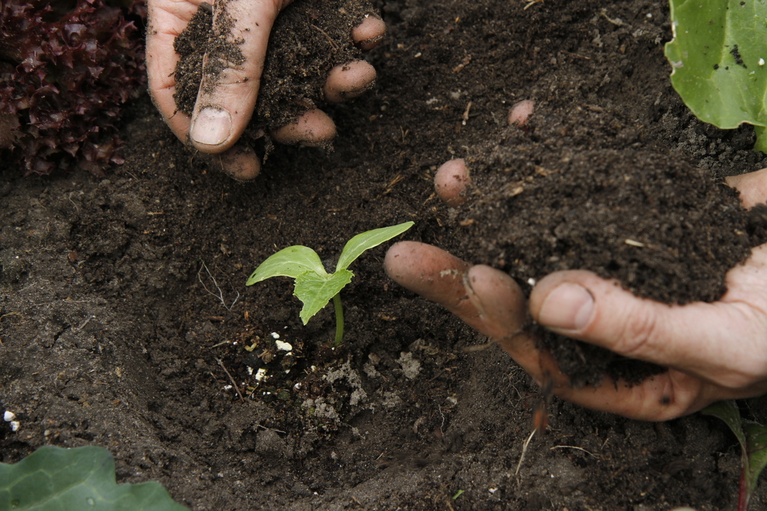 Als Starkzehrer brauchen Gurken einen guten Start. Hier werden Hornspäne in das Pflanzloch gegeben. [Foto: © GartenFlora/Sabine Rübensaat]