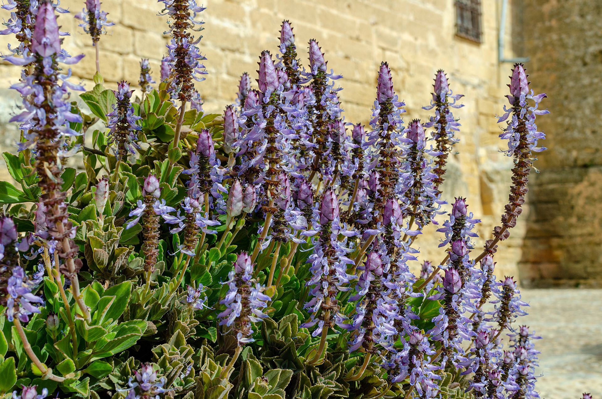 Zu sehen ist ein violett-blau blühender Harfenstrauch, der vor einer gelb-beigen Steinmauer wächst.