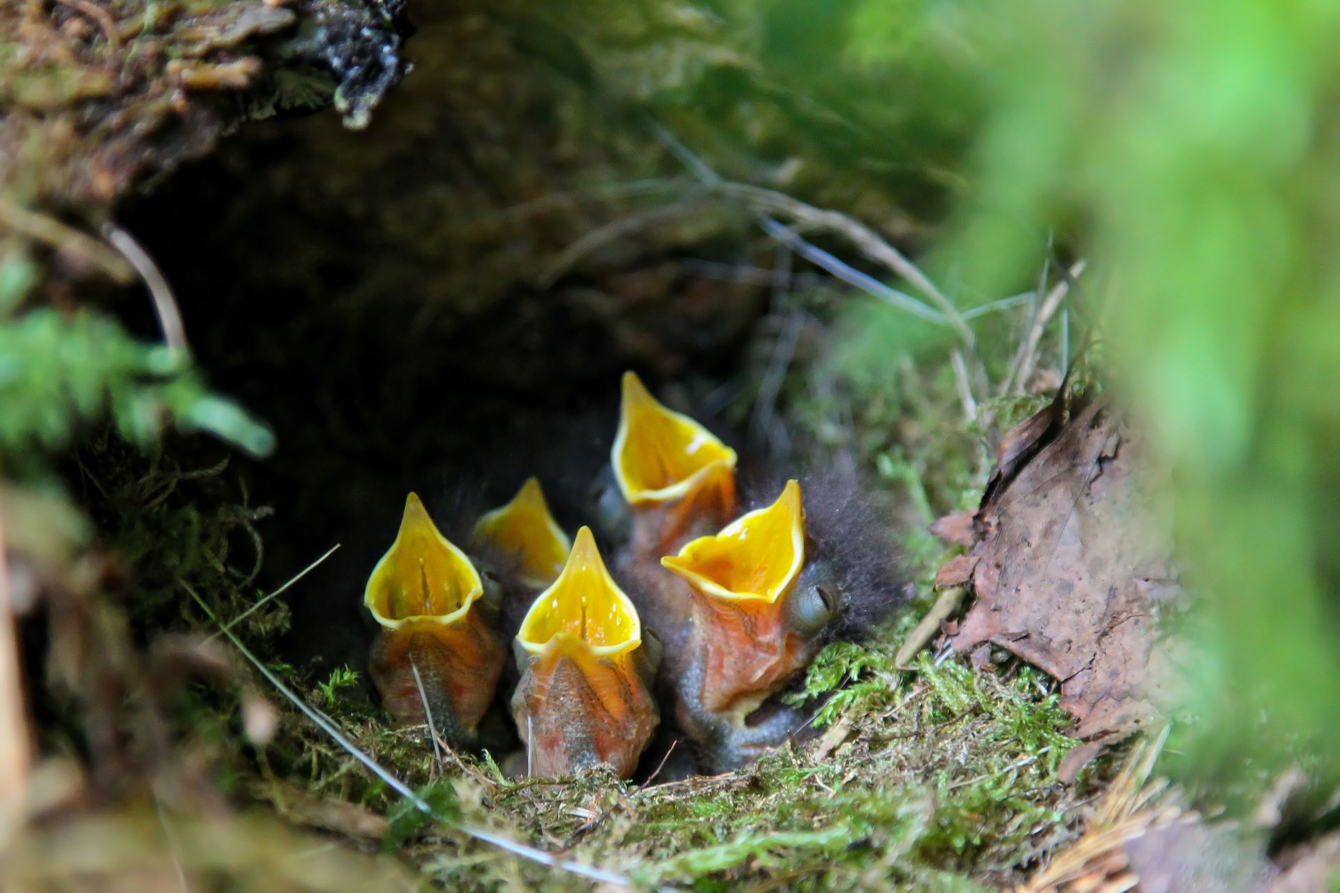 Fünf kleine Rotkehlchen sitzen in einem Nest aus Moos, Blättern und Ästen und strecken gierig ihre gelben, weit aufgespannten Schnäbel in die Luft.