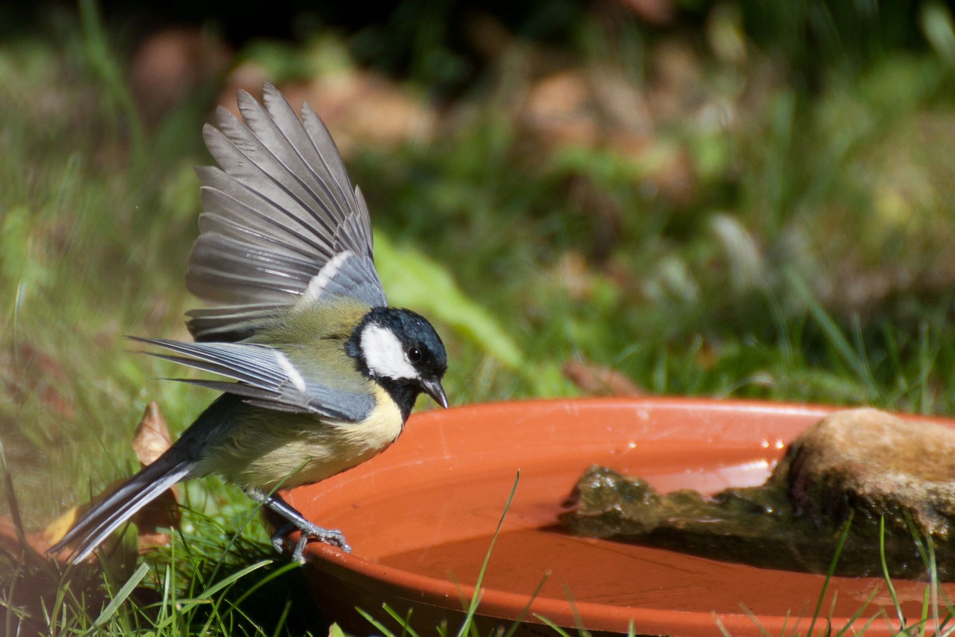 Eine Kohlmeise landet mit noch gespreizten Flügeln auf dem Rand eines Blumentopfuntersetzers aus Ton, der im Gras steht und zu einer Vogeltränke umfunktioniert wurde. Ein Stein liegt in der Mitte der Schale. Der Hintergrund ist grün und in Unschärfe getaucht.