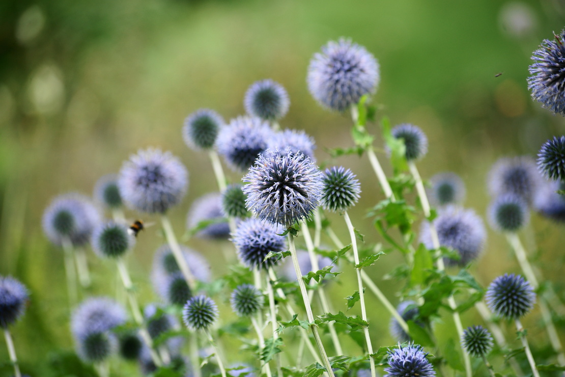 Kugeldistel mit blauen Blüten vor grünem Hintergrund. Foto: AdobeStock_Axel Gutjahr