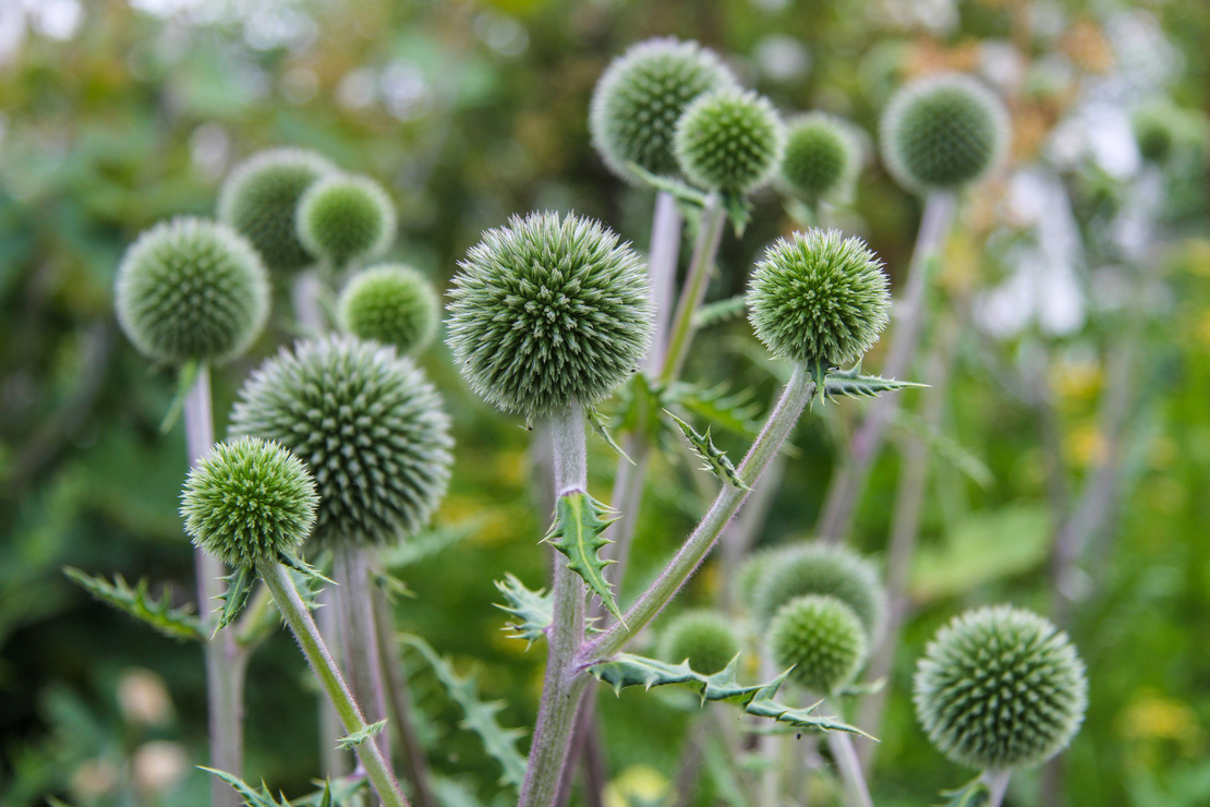 Grüne Blüten der Kugeldistel. Foto: AdobeStock_SiniSusan