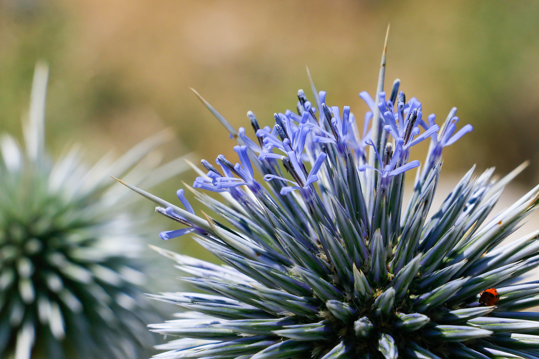 Kugeldistel: Zwei Kugeldistelblüten in der Nahaufnahme. Foto: AdobeStock_selim