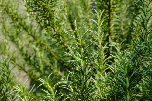 Grüne Rosmarinzweige in der Nahaufnahme. Foto: AdobeStock_SCHRÖDER