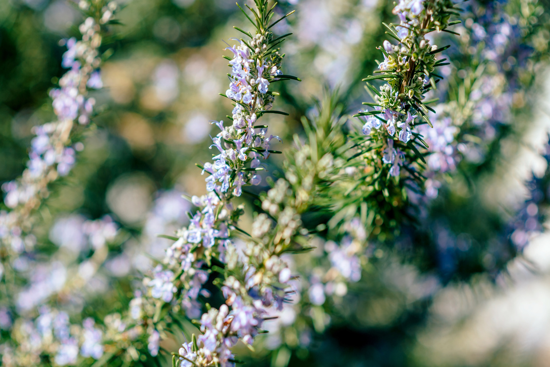 Rosmarin: Zweige mit kleinen, violettfarbenen Blüten besetzt. Foto: AdobeStock_ifeelstock