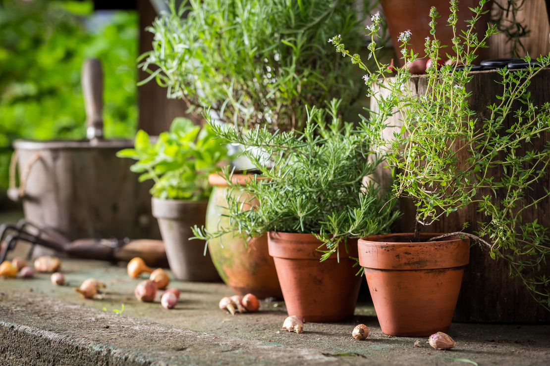 Tontöpfe mit verschiedenen Kräuterpflanzen auf einem Holztisch. Foto: AdobeStock_shaiith