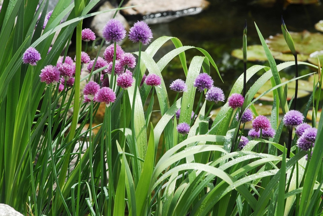 Schnittlauch in Blüte, im HIntergrund ein Teich