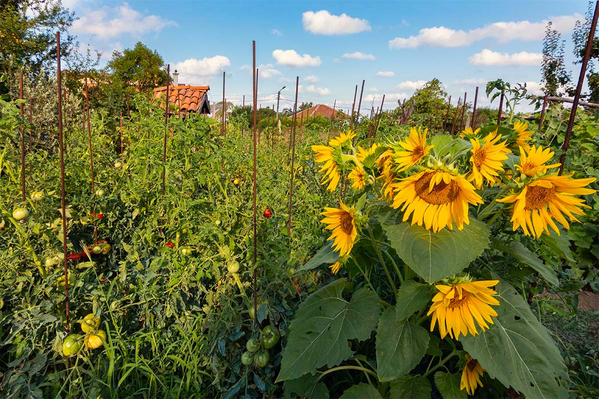 Falls Sie Sonnenblumen saeen möchten, können Sie es auch – wie hier – im Tomatenbeet versuchen. [Foto: AdobeStock_Stefan]