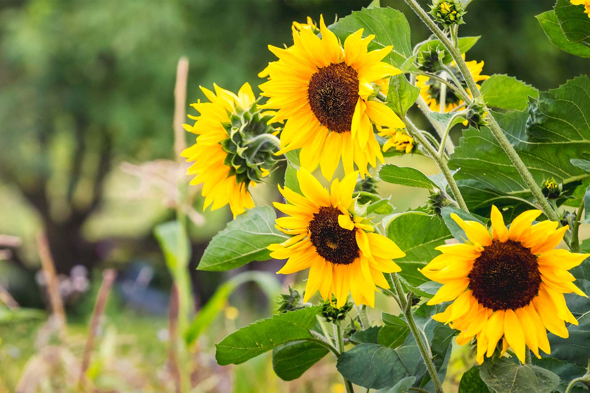 Sonnenblumen säen Anzucht, Aussaat und mehr GartenFlora