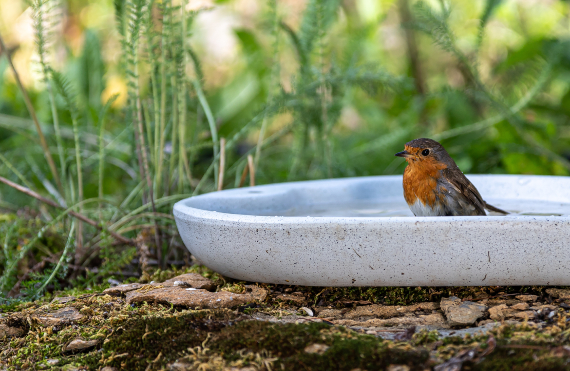 Vogeltränke aufstellen Das ist der perfekte Ort im Garten GartenFlora