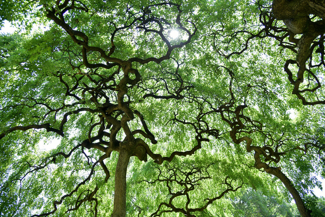 Hängender Schnurbaum aus der Froschperspektive fotografiert. Foto: AdobeStock_ogurisu