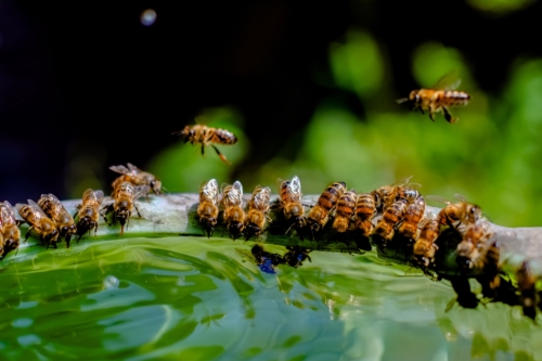 Bienenscharm trinkt an Insektentränke
