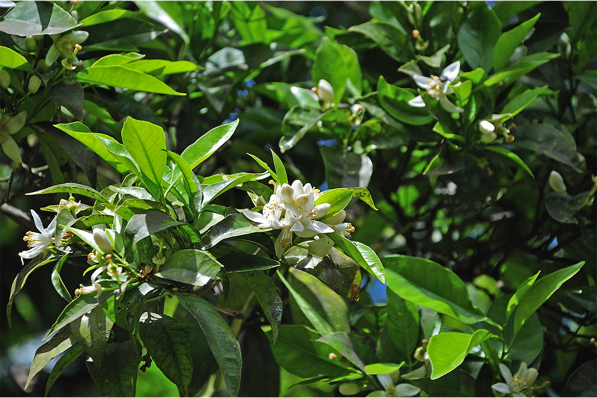 Bergamotte [Foto: AdobeStock_Carmen Hauser]