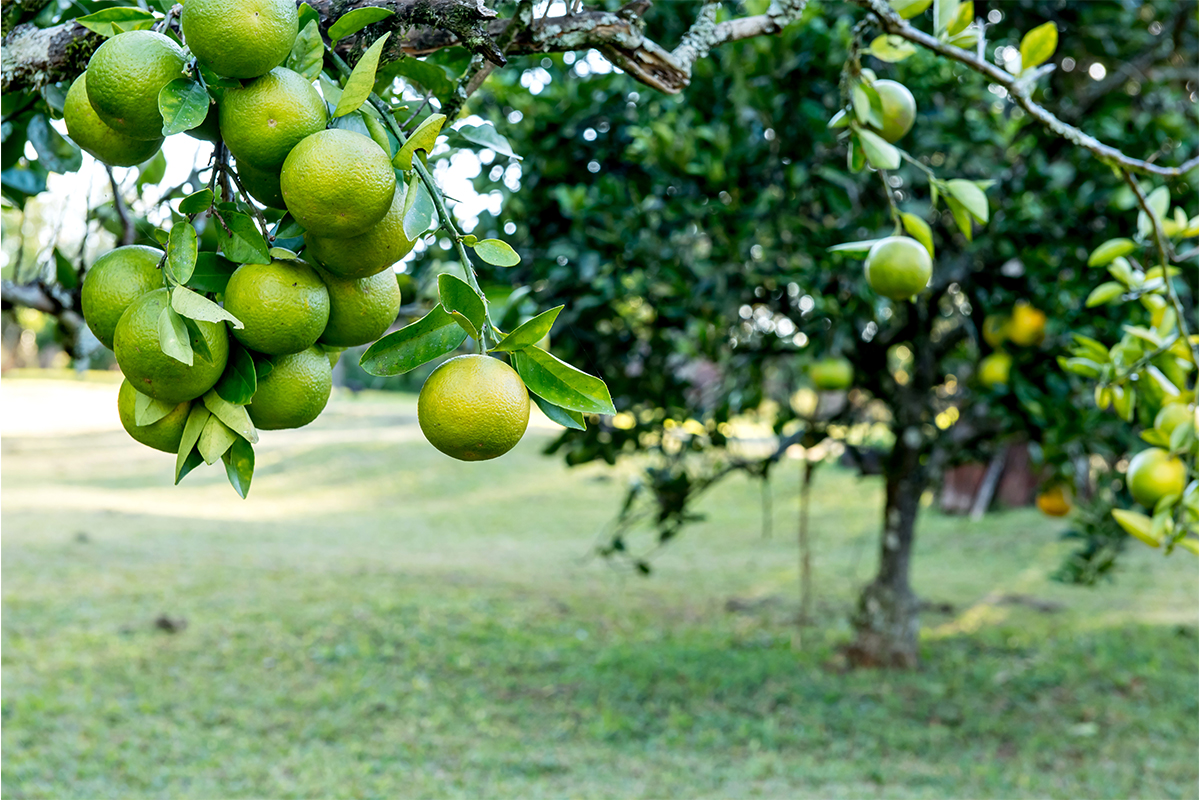 Bergamotte [Foto: AdobeStock_Giovani Dressler]