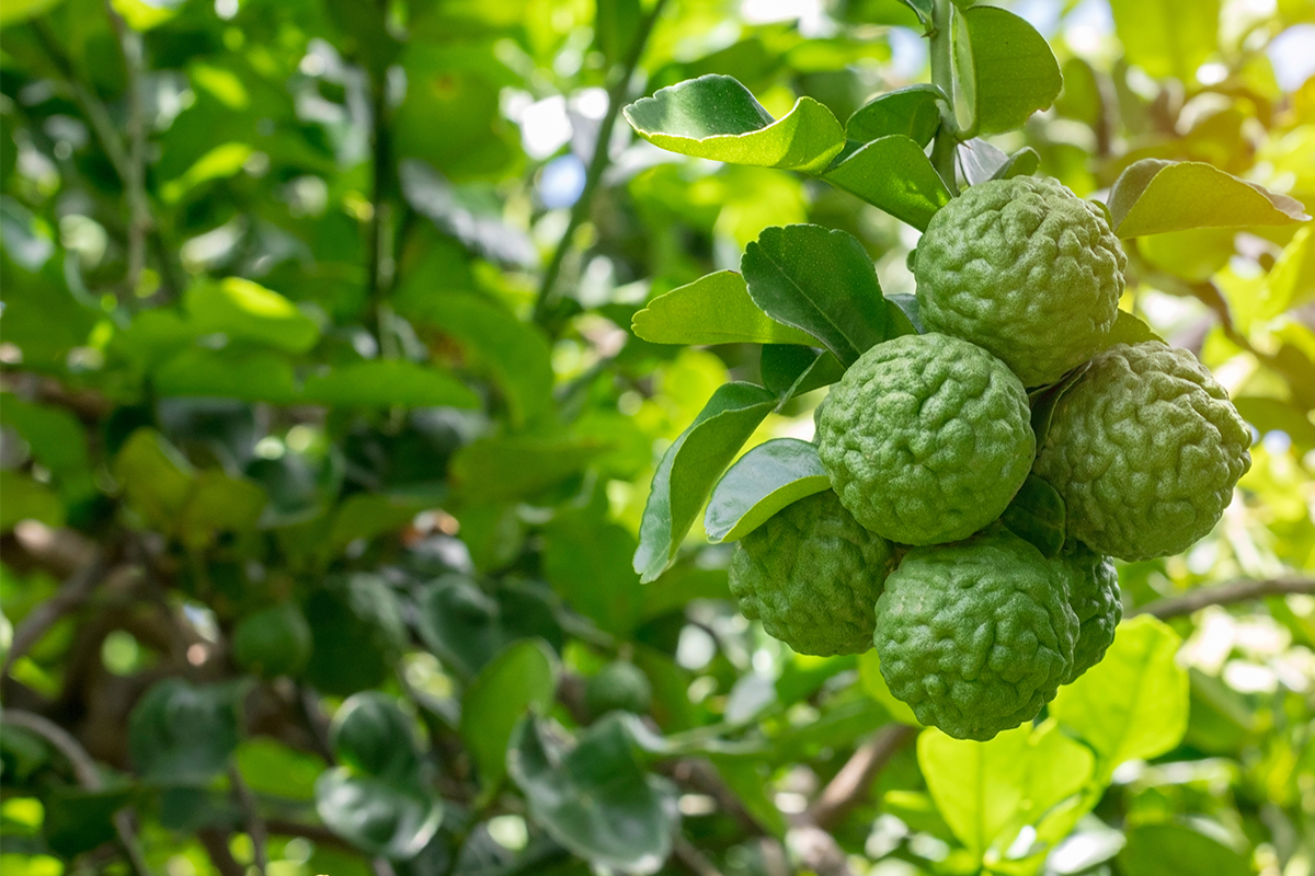 Bergamotte Zitrusstrauch mit bittersauren Früchten GartenFlora