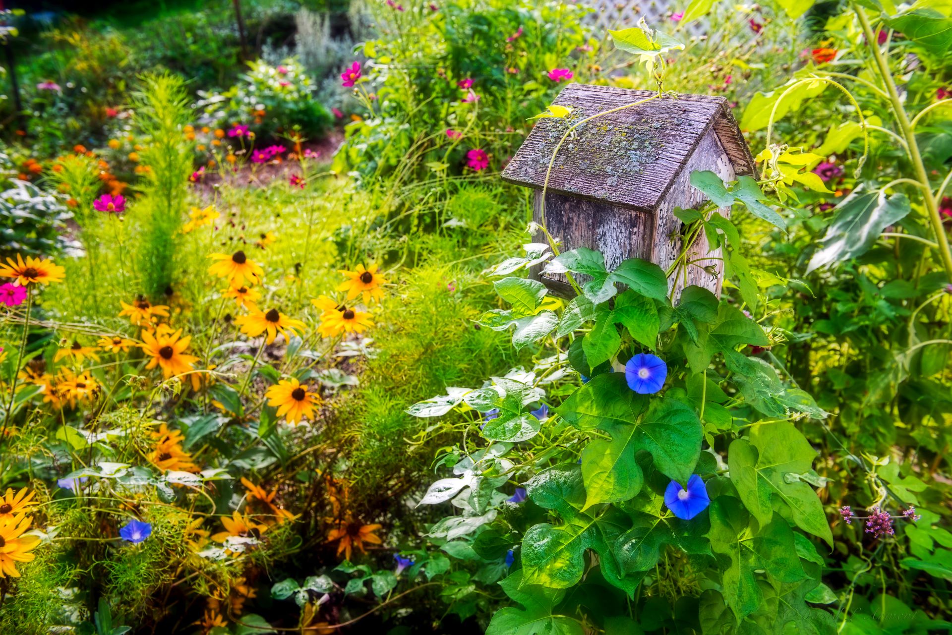 Zu sehen ist ein naturnaher Garten, in dem viele bunte Blumen wachsen und ein Vogelhaus steht.