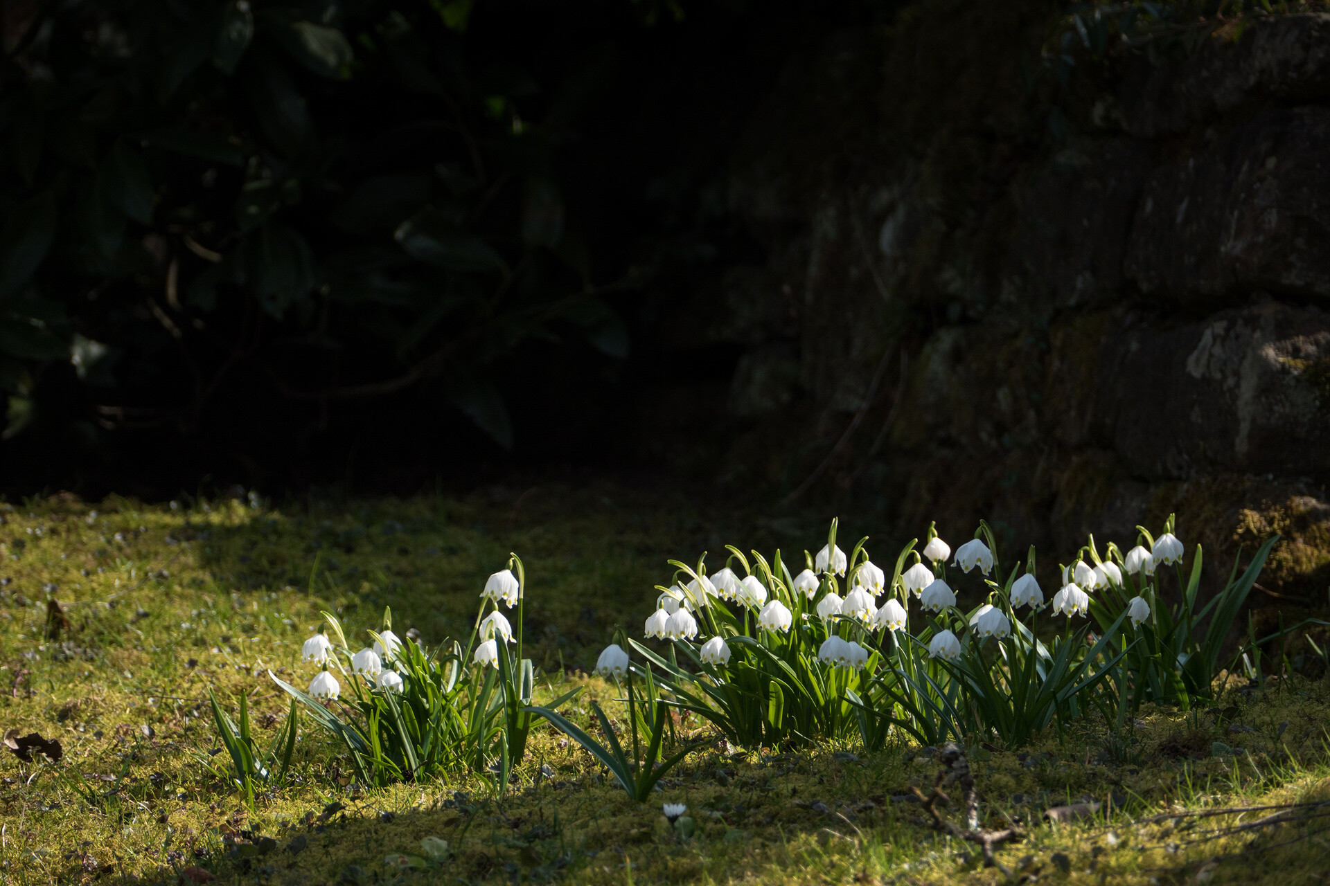 Garten im Februar Tipps und Anregungen GartenFlora
