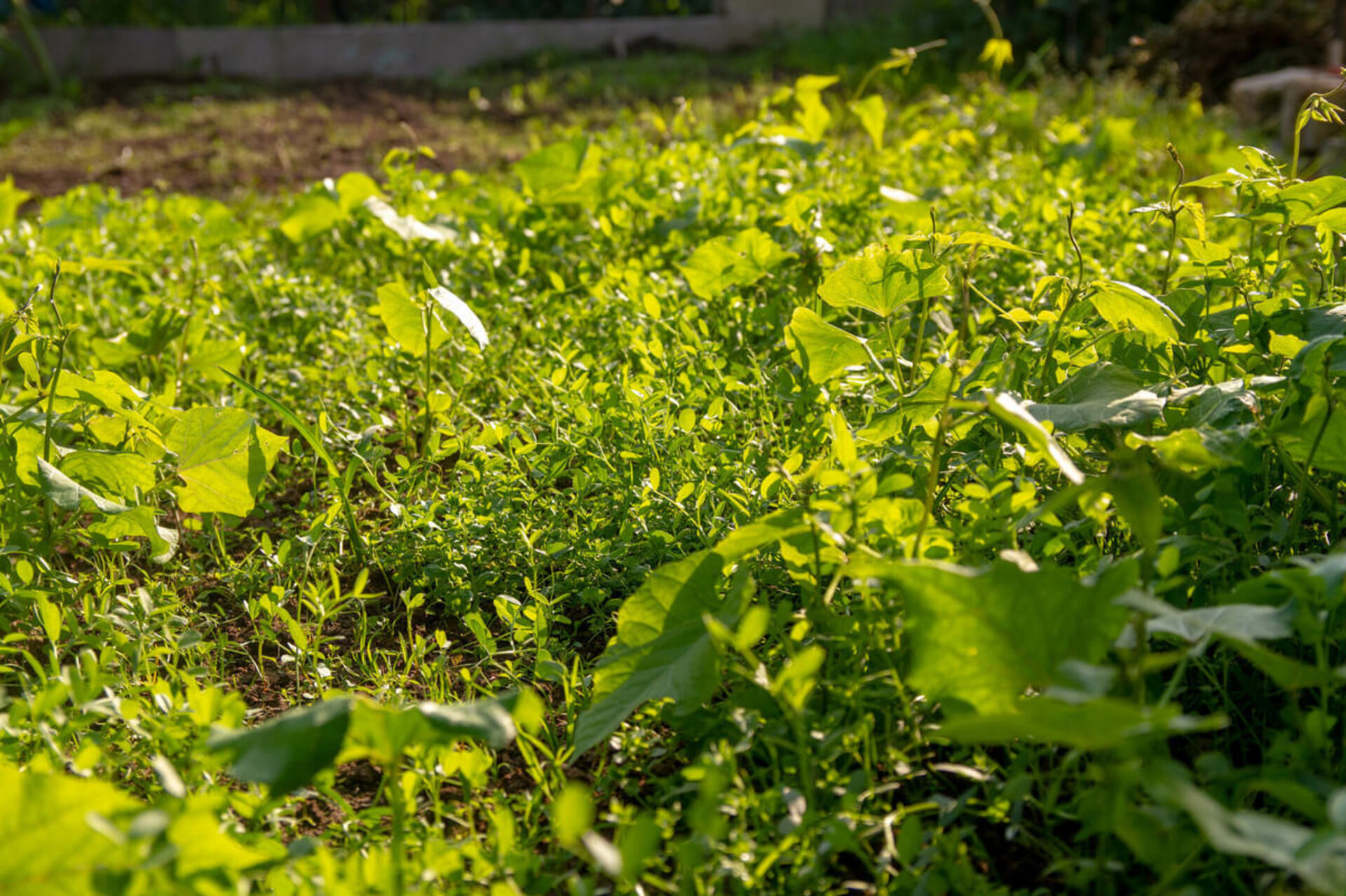 Gründüngung im Herbst Das sind die Vorteile GartenFlora