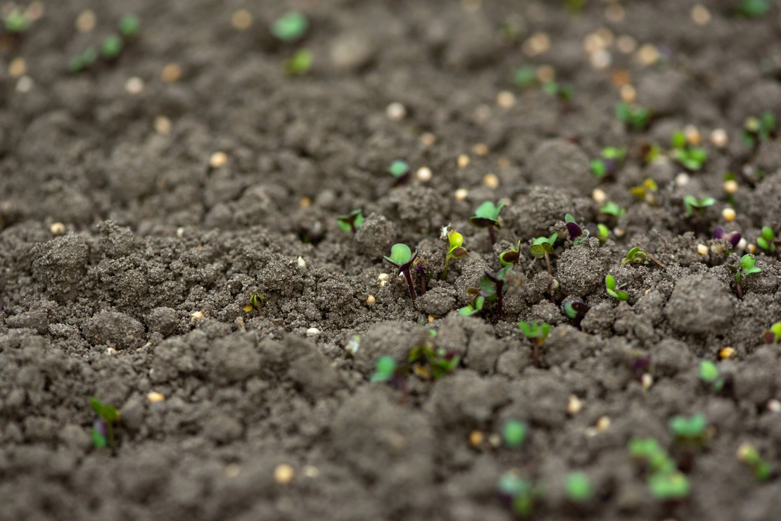 Keimende Senfsamen auf Gartenboden. Foto: AdobeStock_Nikkeero