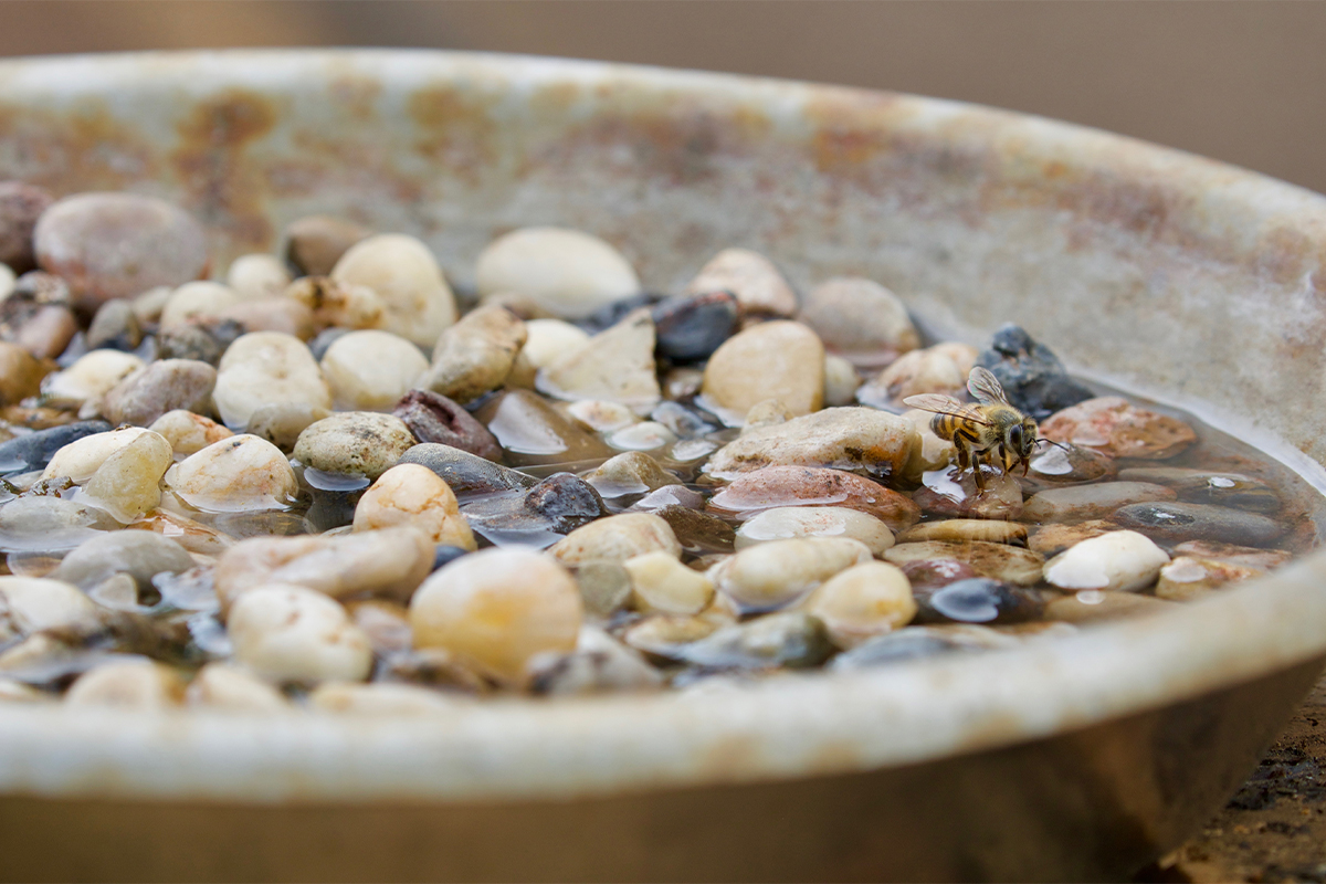 Insektentränke [Foto: AdobeStock_Beate]