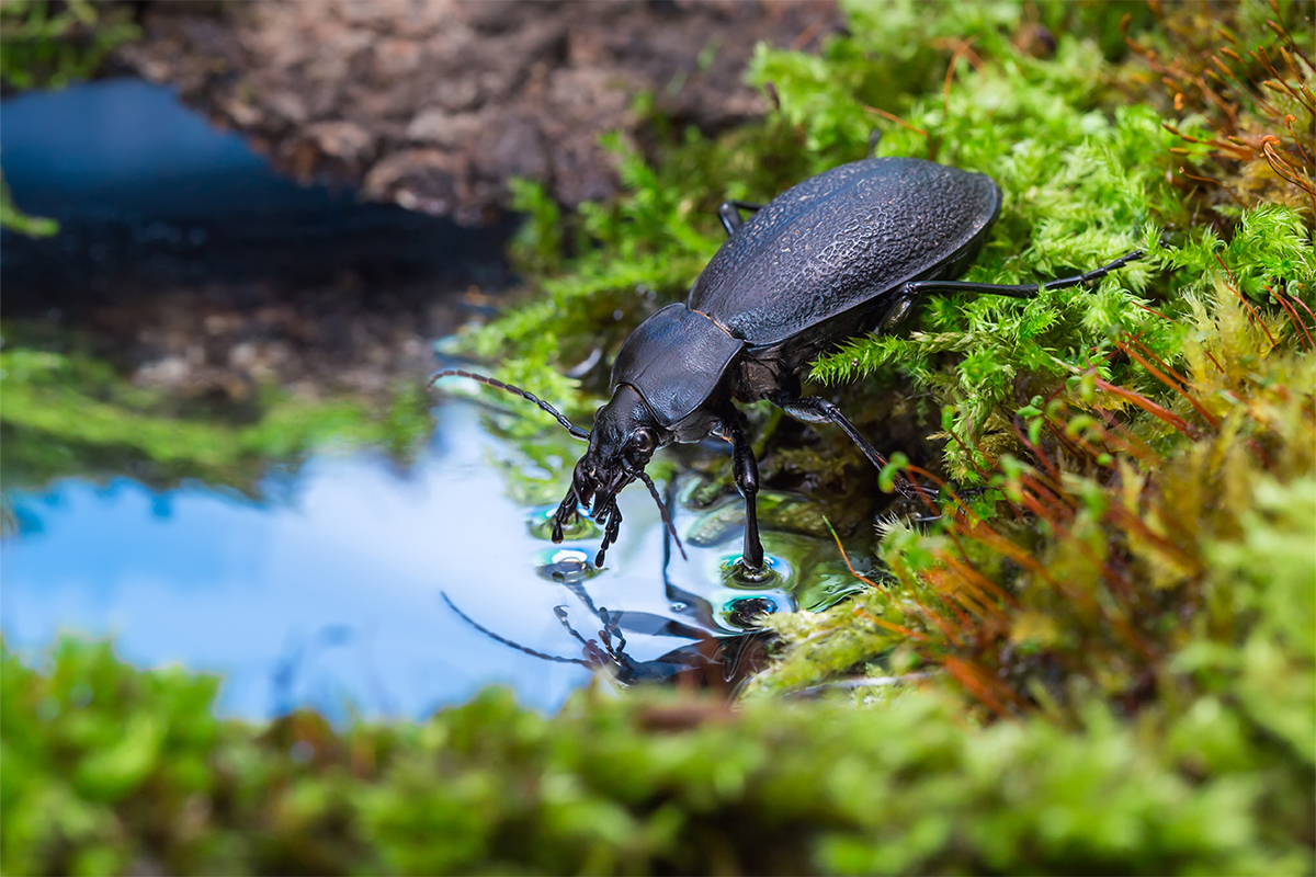 Insektentränke [Foto: AdobeStock_IuriiA]
