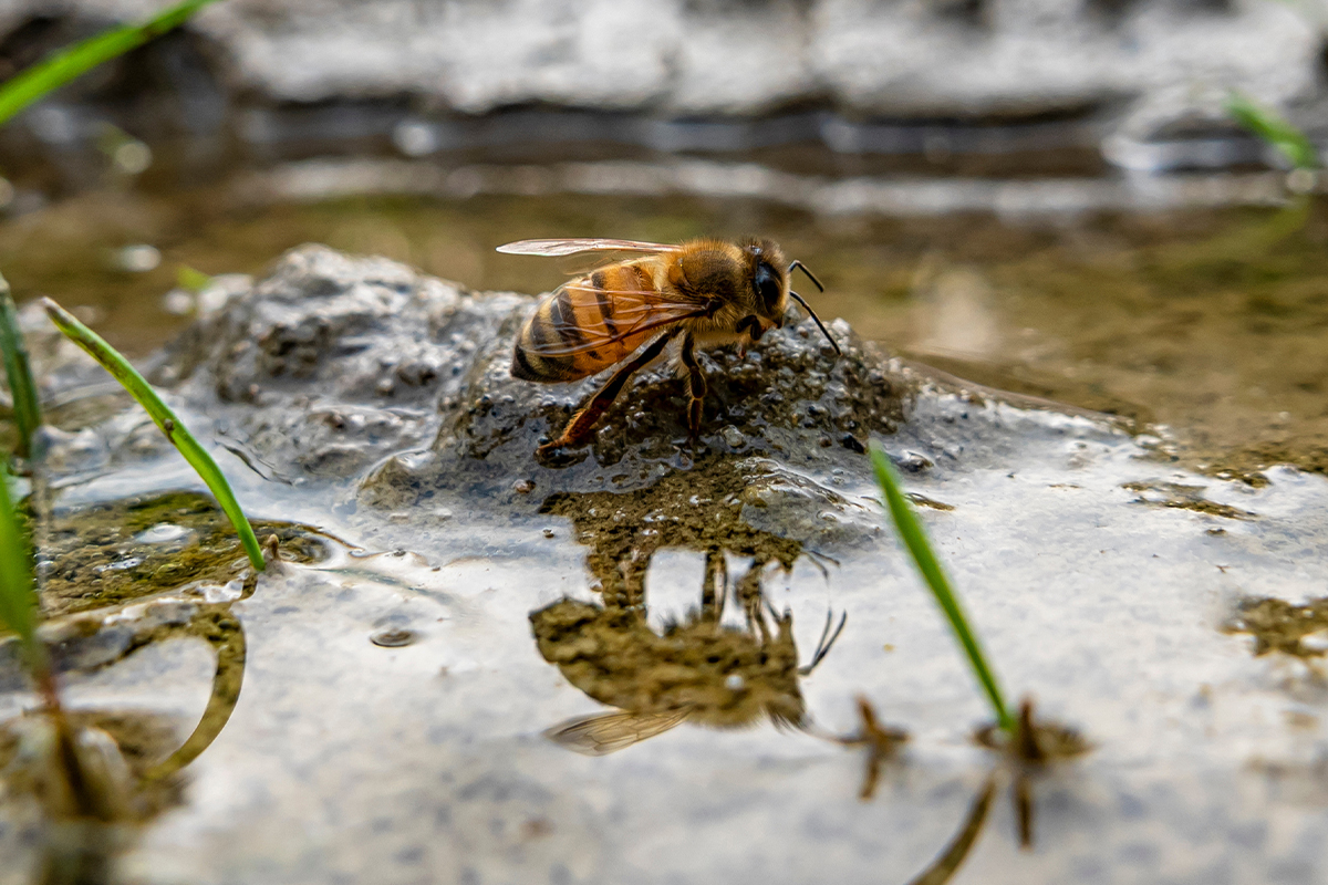 Insektentränke [Foto: AdobeStock_Nikokvfrmoto]