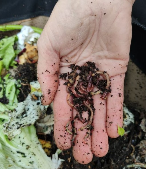 Etwa ein Duzend Kompostwürmer liegen in einer Handfläche. Im Hintergrund ist deutlich der Inhalt einer Wurmkiste zu sehen, also Salatblätter, Apfelschalen und Substrat.