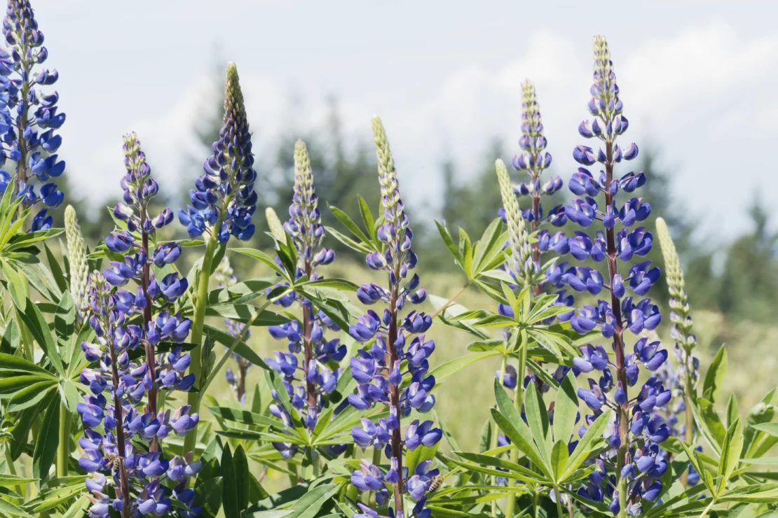 Lupinen blühen in starkem Lilaton. AdobeStock_Marc