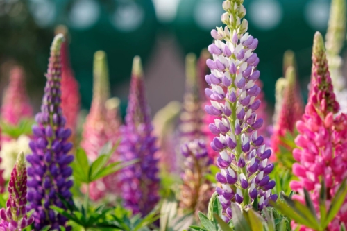 Blütenkerzen von Lupinen in Pink- und Lilatönen auf einem Lupinenfeld, Hintergrund unscharf.