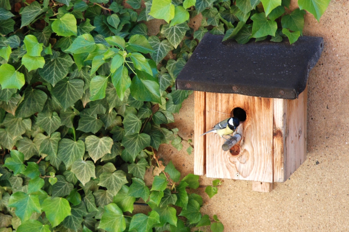 Vogelfreundlicher Garten Fünf ExpertenTipps GartenFlora
