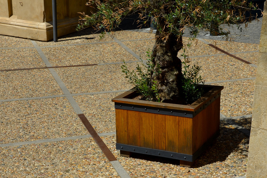 Olivenbaum in großem Holzkübel auf hellem Steinboden. Foto: AdobeStock_Michal