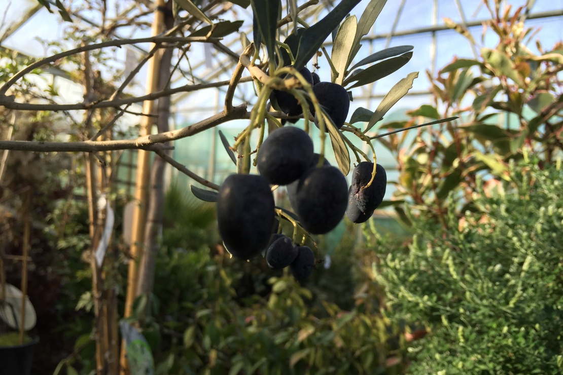 Zweig eines Olivenbaums in einem Gewächshaus. Foto: AdobeStock_maxine bolton/EyeEm