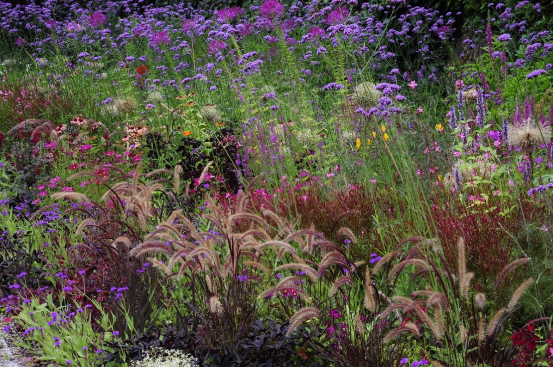 Verbena bonariensis in einer wiesenhaften Pflanzung