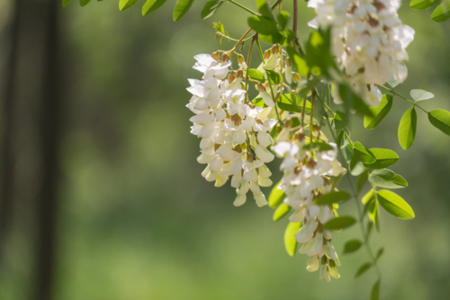 Weiße Schmetterlingsblüten des Schnurbaums. Foto: AdobeStock_Jianyi Liu