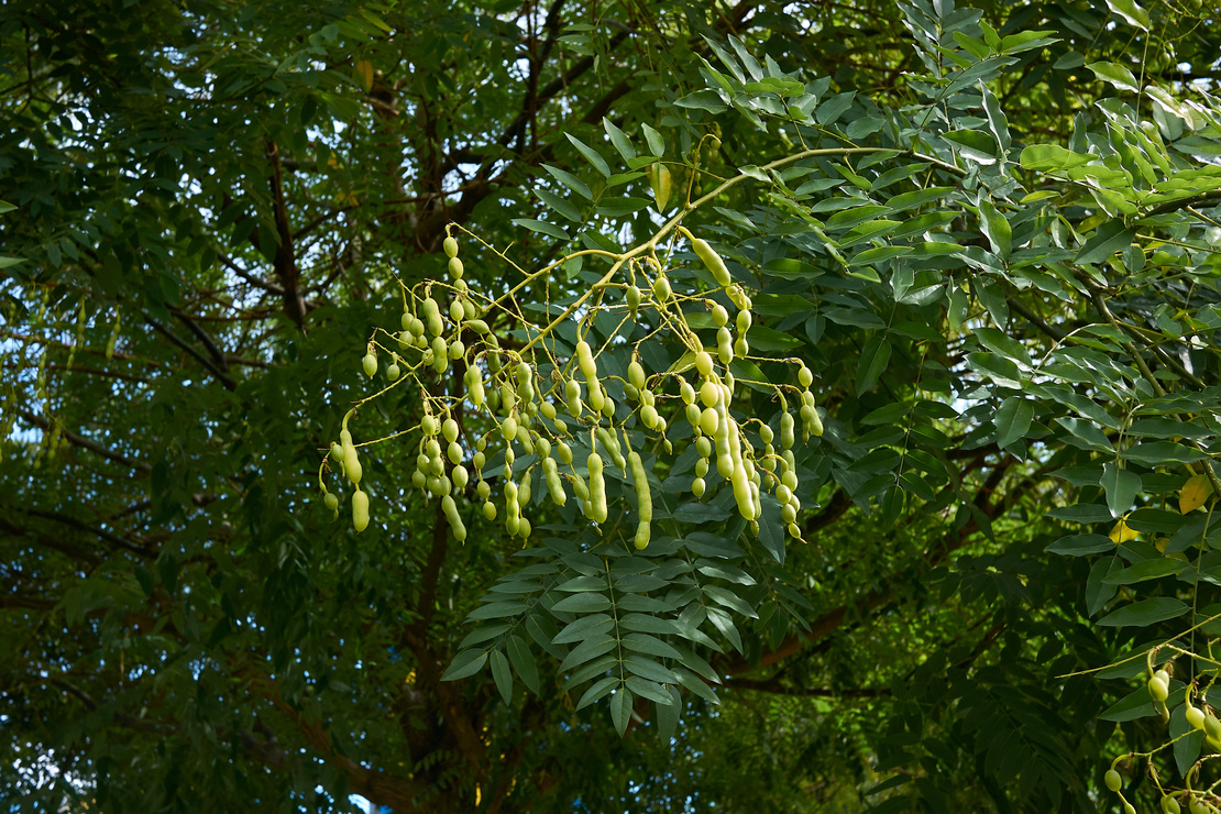 Hellgrüne Fruchtschoten an Schnurbaum im Sommer. Foto: AdobeStock_simona