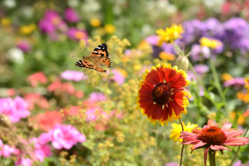 Spätblühende Stauden: Verschiedene Blühstauden in einem Garten. Zwischen ihnen fliegt ein Schmetterling. Foto: AdobeStock_K.-U. Häßler