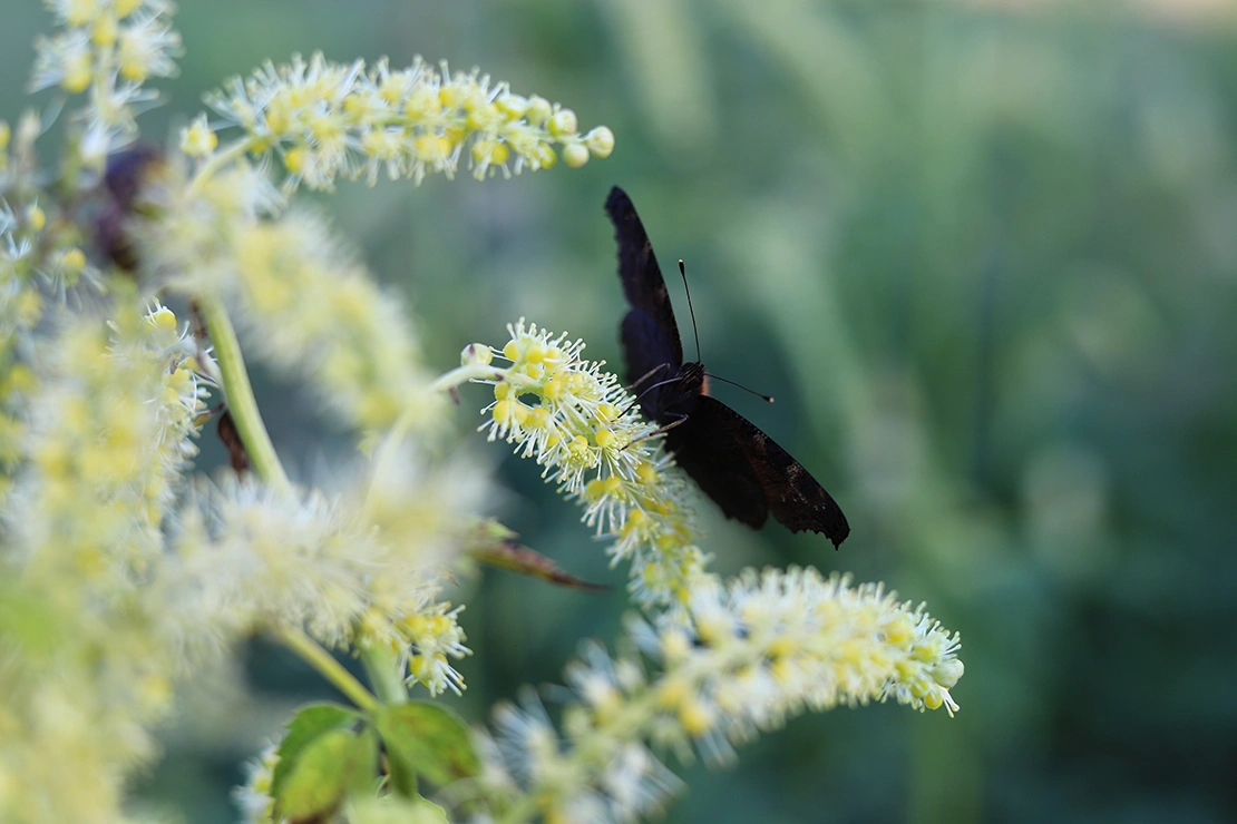 Spätblühende Stauden: Ein Falter sitzt auf den weißen Blütenrispen einer Silberkerze. Foto: AdobeStock_Katarzyna