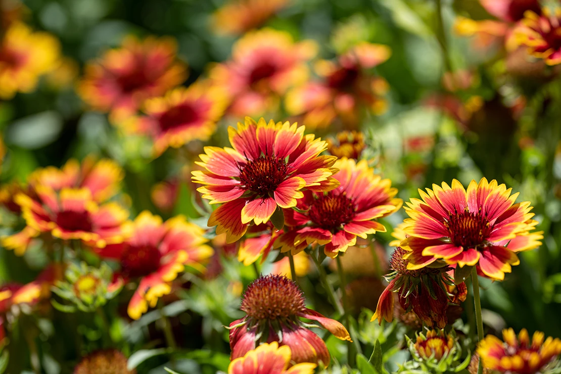 Spätblühende Stauden: Blüten einer Konkardenblume. Foto: AdobeStock_popovj2