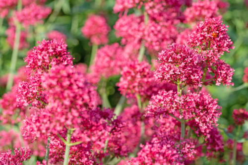 Blüten der Roten Spornblume. Foto: AdobeStock_M. Schuppich