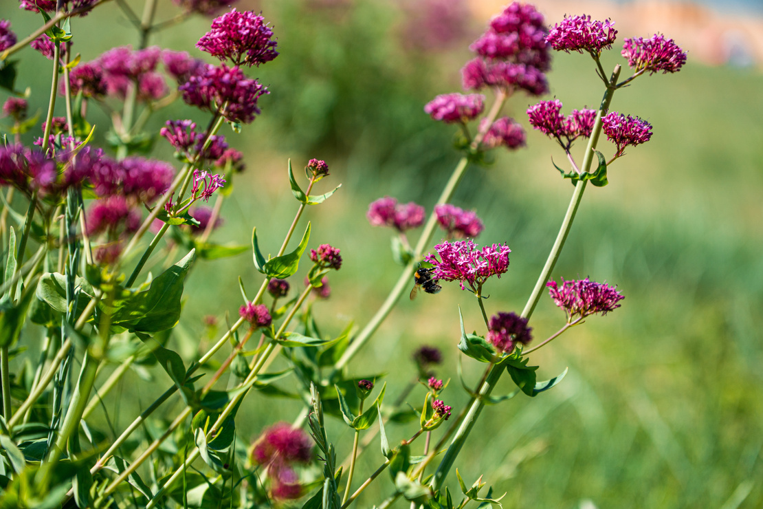 Biene an rotblühender Spornblume. Im Hintergrund Rasen. Foto: AdobeStock_Wirestock Creators