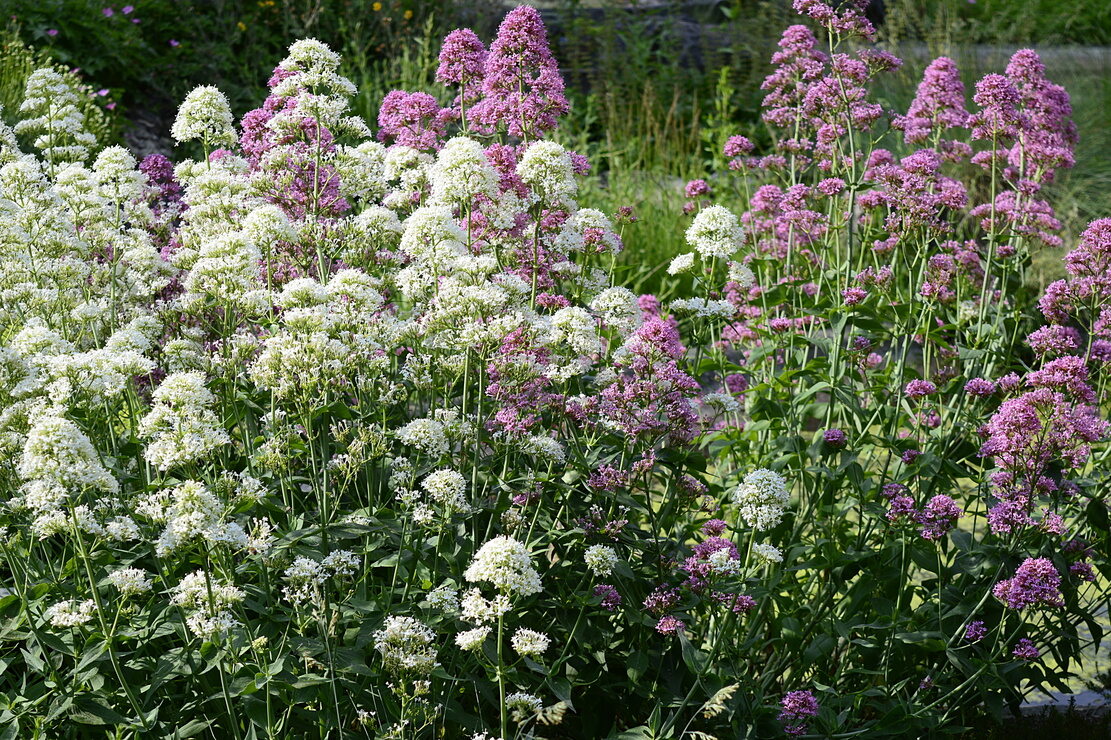 Weiß- und rotblühende Exemplare dichtwachsend im Garten. Foto: AdobeStock_agatchen