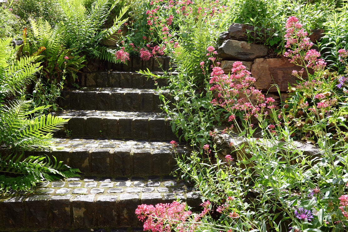 Farn und blühende Rote Spornblume an einer Steintreppe. Foto: AdobeStock_etfoto