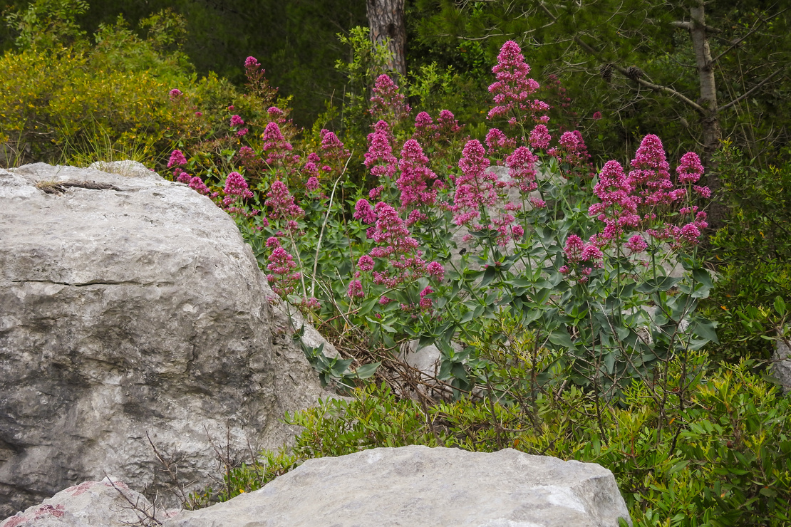 Wildwachsende Spornblumen neben zwei großen Felsen. Foto: AdobeStock_paolofusacchia