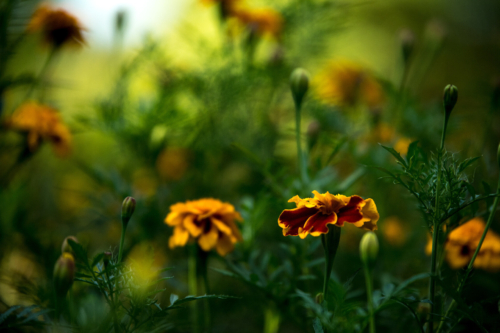 Orange-rot blühende Studentenblumen im Garten. Foto: AdobeStock_Black